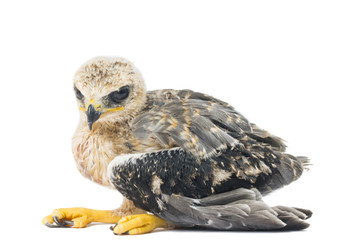 young eagle isolated over white background
