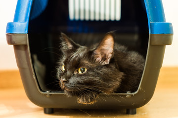 Black cat ready for vet