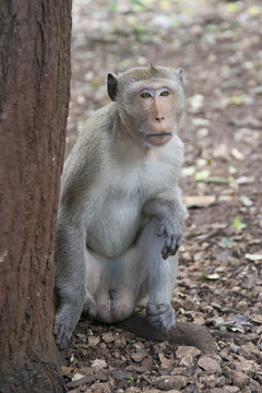 Male macaques sitting behind a tree