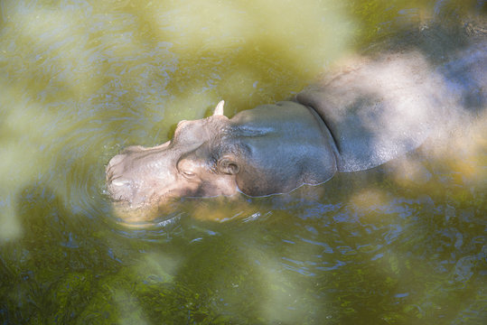 A Hippo swims in the pond