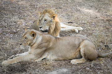 lions parent