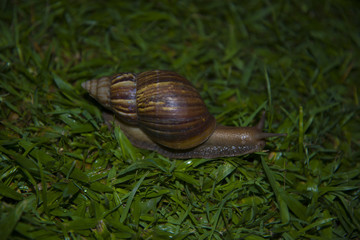 Snail crawling on the grass   