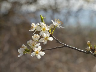 Blackthorn blossom in spring
