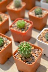 Many small cactus in pot (close up)