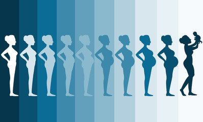 Changes in a woman's body in pregnancy,Silhouette pregnancy stages, Vector illustrations - obrazy, fototapety, plakaty