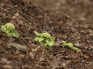 フキノトウの咲く丘