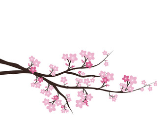 Cherry blossom, Sakura  pink flowers  background.