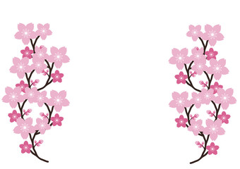 Naklejka na ściany i meble Cherry blossom, Sakura pink flowers background.