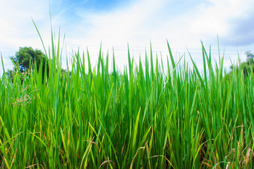 Obraz premium Rice field green grass landscape background