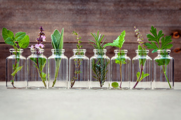 Fototapeta Bottle of essential oil with herbs holy basil flower, basil flow obraz