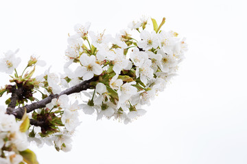 Blossoming of cherry flowers