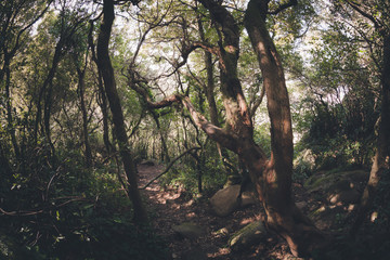 Fototapeta premium Dark old forest
