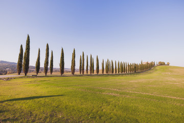 Tuscany cypress alley at sunny day