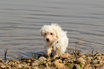 Havaneser Welpe am Fluss