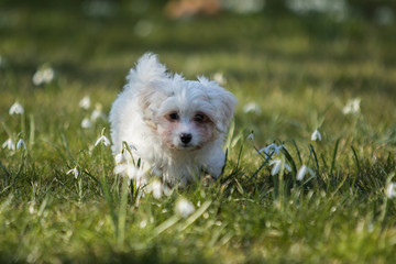 Havaneser Hund spielt auf der Wiese