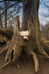 Havaneser Hund im alten Baum