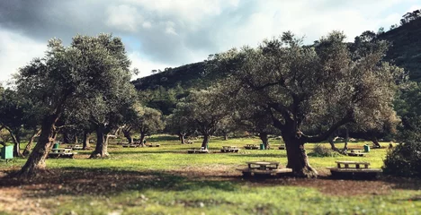 Crédence de cuisine en verre imprimé Olivier olive trees israel