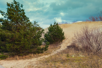Parnidis dune slope in autumn, Neringa, Lithuania
