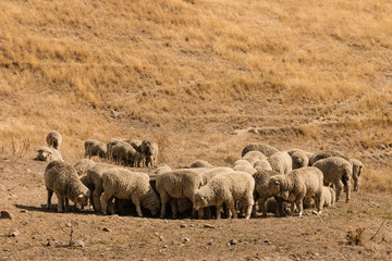 flock of grazing merino sheep