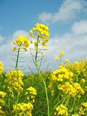 Fototapeta premium 菜の花と青空
