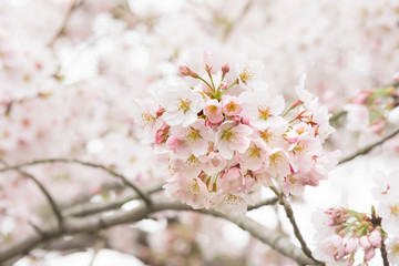 Obraz premium Cherry blossoms 