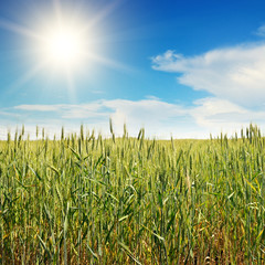 sun in sky over wheat field