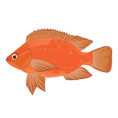Fototapeta premium illustration. Tilapia on white background.