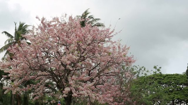 Pink Pantip blossom flowers