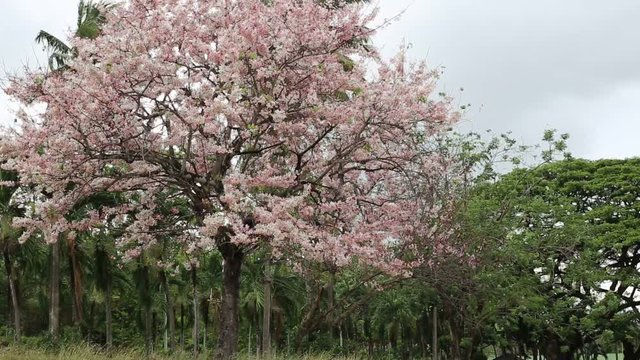 Pink Pantip blossom flowers