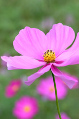 Fototapeta premium Cosmos flower