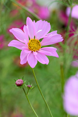 Obraz premium Cosmos flower