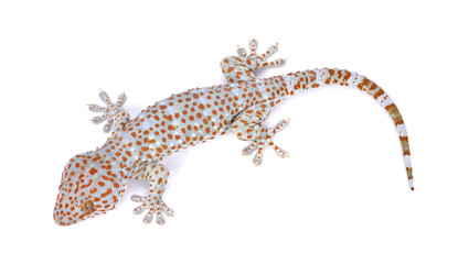 gecko