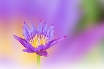 Beautiful violet purple dreamy  lotus flower on soft pastel