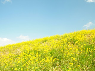 青空と菜の花の江戸川土手風景