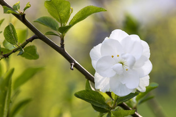blooming branches in spring