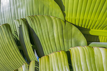 banana leaf - detail
