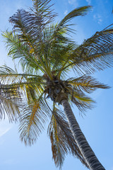 Fototapeta na wymiar coconut palm and blue sky