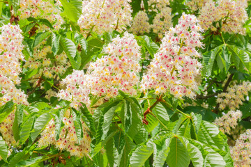 Background of flowering horse-chestnut among the leaves