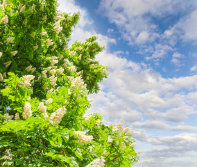 Blooming horse-chestnuts against the sky with clouds