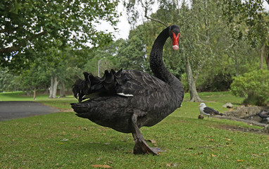 A black swan wandering through a park in Auckland, New Zealand. 