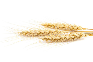 Sheaf of wheat ears on white background