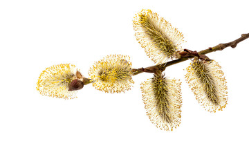 Delicate flowering willow branch. © trotzolga