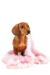 Red dachshund puppy on white background.