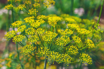 Blooming dill in the garden