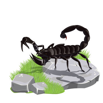 illustration.scorpion