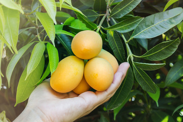 Hand and single mango plum fruits under tree garden view