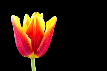 Red tulip (Tulipa) on the black background.