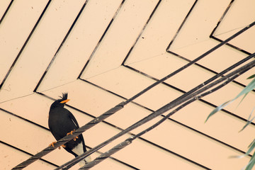 The bird with family under the roof