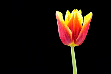 Fototapeta premium Red tulip (Tulipa) on the black background.