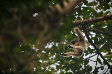 hoolock gibbon hanging high on a tree in jungle/hoolock gibbon hanging high on a tree in jungle  